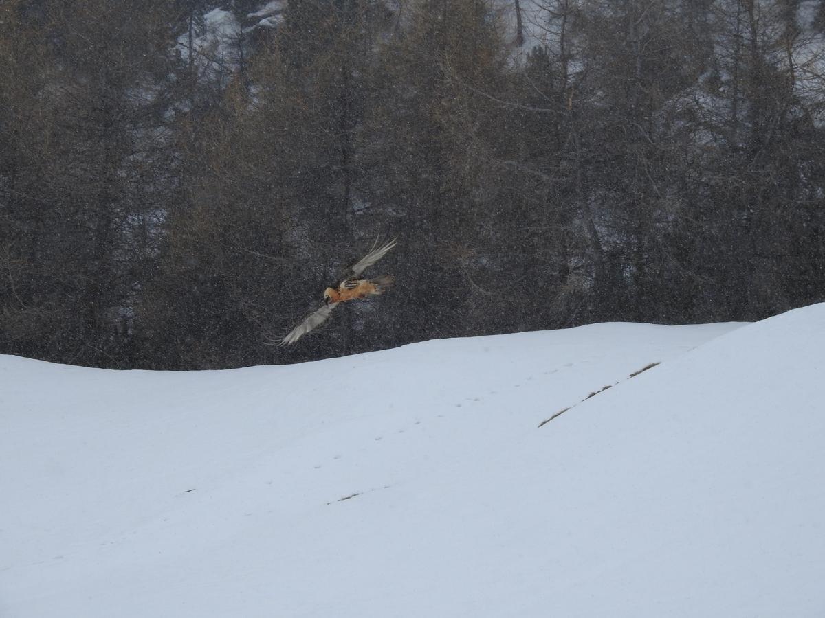 Baita Laura Livigno Exteriör bild